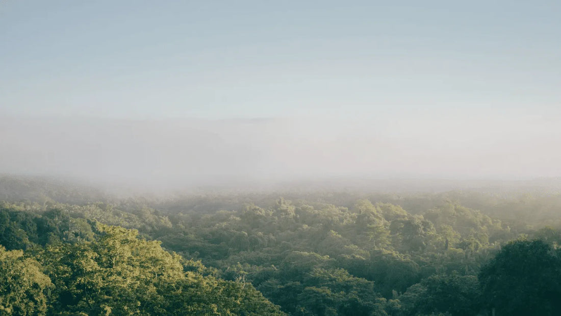 Caring for our Planet eco-conscious choices