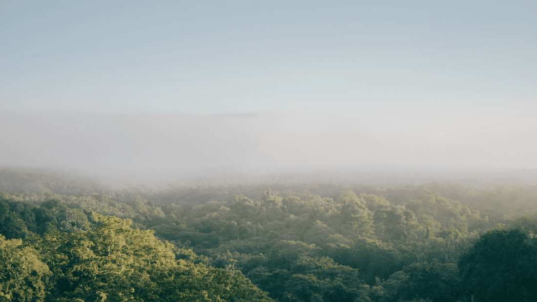 Caring for our Planet eco-conscious choices