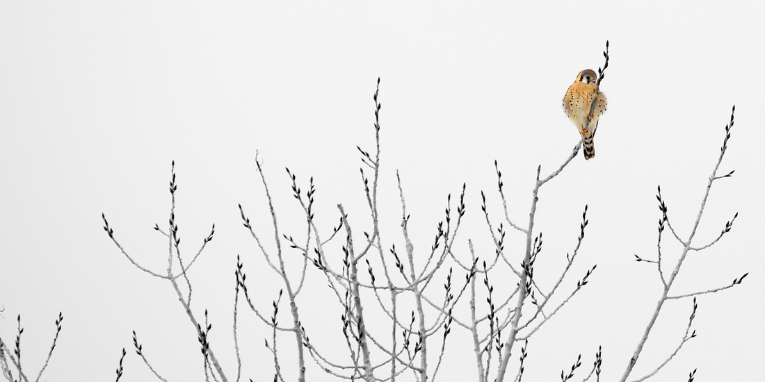 The Power of Non-Doing: Finding Stillness in a World That Never Stops