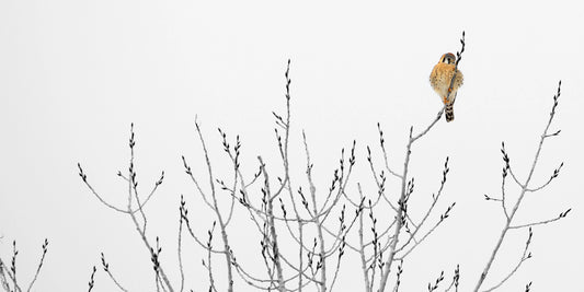The Power of Non-Doing: Finding Stillness in a World That Never Stops