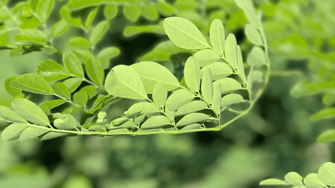 Discover the power of Moringa for overall health