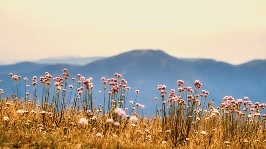 fight climate change