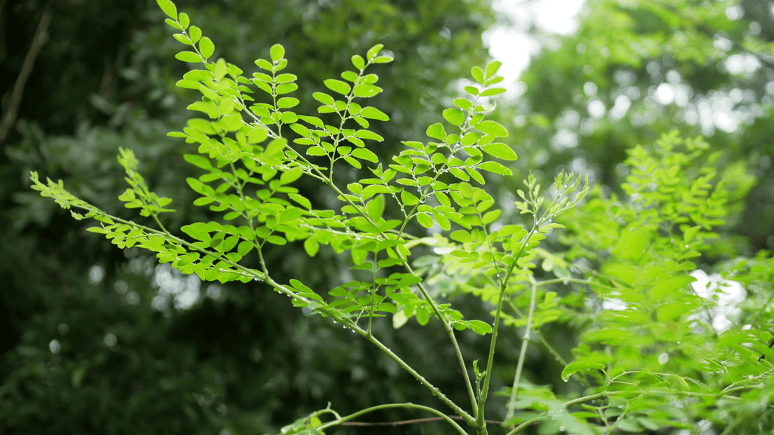 A moringa branch with soft green leaves and cream blossoms in golden morning light.
